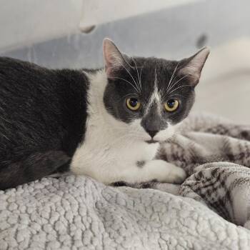 Domestic Short Hair Cats Available for Adoption in Evansville, Indiana - Falcon | PetCurious