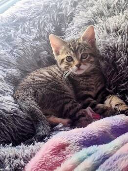 Stripe -  Domestic Short Hair Cat for Adoption in Johnson City, Tennessee - Stripe | PetCurious