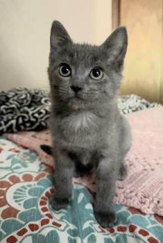 Shrimp -  Domestic Short Hair Cat for Adoption in Bossier City, Louisiana - Shrimp | PetCurious