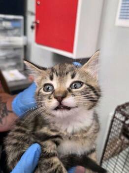 Domestic Short Hair Cats Available for Adoption in North Charleston, South Carolina - 04838B Coraline | PetCurious