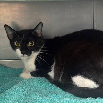 Domestic Short Hair Cats Available for Adoption in Long Beach, California - Bonnie | PetCurious