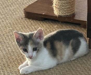 Chamomile -  Domestic Short Hair Cat for Adoption in Havertown, Pennsylvania - Chamomile | PetCurious