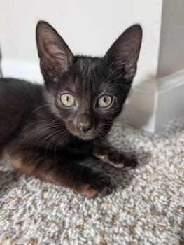 Domestic Short Hair Cats Available for Adoption - Gnocchi | PetCurious