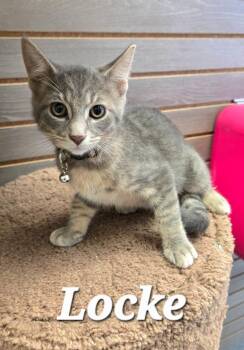 Locke -  Domestic Short Hair Cat for Adoption in Sidney, Ohio - Locke | PetCurious