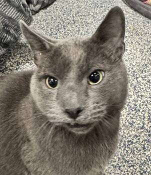 Corduroy -  Russian Blue Cat for Adoption in Golden, Colorado - Corduroy | PetCurious
