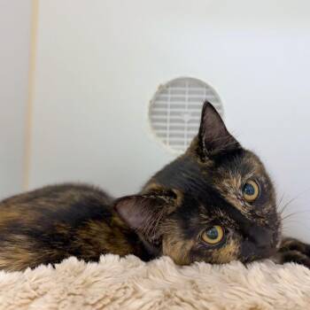 Tory -  Domestic Short Hair Cat for Adoption in Woodinville, Washington - Tory | PetCurious