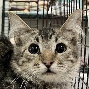110815 -  Domestic Short Hair Cat for Adoption in Las Cruces, New Mexico - 110815 | PetCurious
