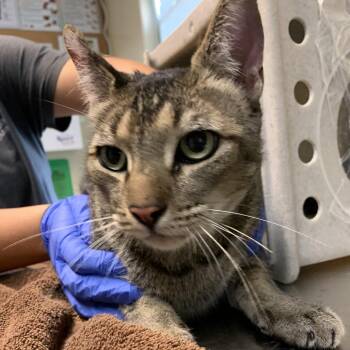 Vino -  Domestic Short Hair Cat for Adoption in Pasadena, California - Vino | PetCurious