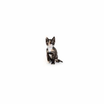 Leslie -  Domestic Short Hair Cat for Adoption in Los Angeles, California - Leslie | PetCurious
