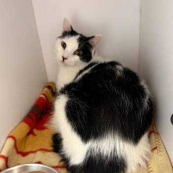 Domestic Short Hair Cats Available for Adoption in Kanab, Utah - Merlin | PetCurious