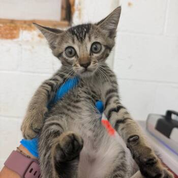 Graham -  Domestic Short Hair Cat for Adoption in Edinburg, Texas - Graham | PetCurious