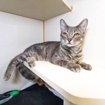 Domestic Short Hair Cats Available for Adoption in South Elgin, Illinois - Queenie | PetCurious