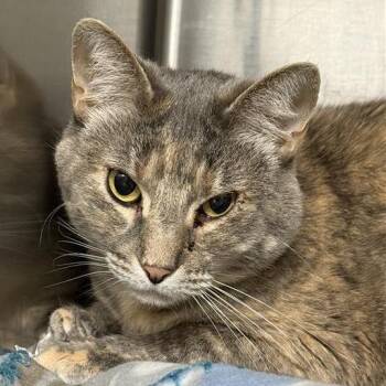 Ali -  Domestic Short Hair Cat for Adoption in Reno, Nevada - Ali | PetCurious