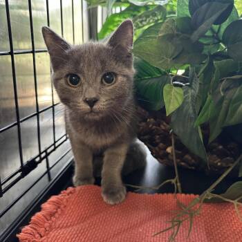 Domestic Medium Hair Cats Available for Adoption - Bella | PetCurious