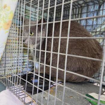Opal-WC -  Domestic Short Hair Cat for Adoption in Walker, Michigan - Opal-WC | PetCurious