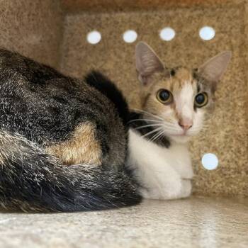 Pinky -  Domestic Short Hair Cat for Adoption in Philadelphia, Pennsylvania - Pinky | PetCurious
