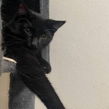 Rescue Domestic Short Hair Cats for Adoption in Indiana, Pennsylvania - Nicki | PetCurious