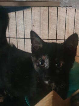 Rescue Domestic Short Hair Cats for Adoption in Parkville, Maryland - Lucy Ricardo | PetCurious