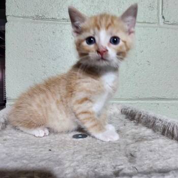 Runtley -  Domestic Short Hair Cat for Adoption in Canton, Illinois - Runtley | PetCurious
