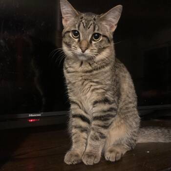 Thistle -  Domestic Short Hair Cat for Adoption in Lake Orion, Michigan - Thistle | PetCurious