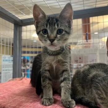 Sticky Note -  Domestic Short Hair Cat for Adoption in Richmond, Virginia - Sticky Note | PetCurious