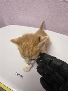 Domestic Short Hair Cats Available for Adoption in El Paso, Texas - 60915515 | PetCurious