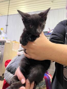 Meatloaf -  Domestic Short Hair Cat for Adoption in Pierceton, Indiana - Meatloaf | PetCurious