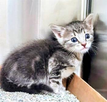 CACTUS -  Domestic Short Hair Cat for Adoption in St. Louis, Missouri - CACTUS | PetCurious