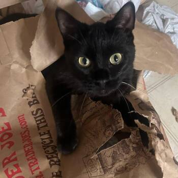 Rescue Domestic Short Hair Cats for Adoption in Evanston, Illinois - Adriana | PetCurious