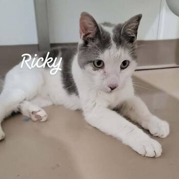 Domestic Medium Hair Cats Available for Adoption - Patches | PetCurious