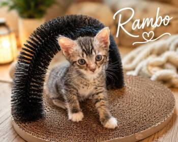 Rambo -  Domestic Short Hair and Tabby Cat for Adoption in St. Augustine, Florida - Rambo | PetCurious