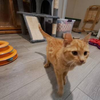 Domestic Short Hair Cats Available for Adoption - Cinder | PetCurious