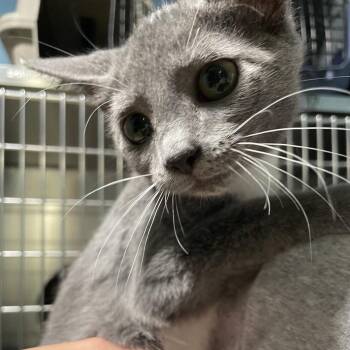 Trixie -  Domestic Short Hair Cat for Adoption in Newport, North Carolina - Trixie | PetCurious