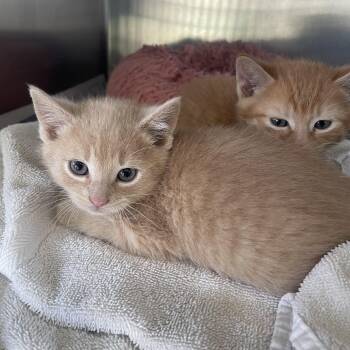 Domestic Short Hair Cats Available for Adoption in Lenoir City, Tennessee - Fredrick | PetCurious