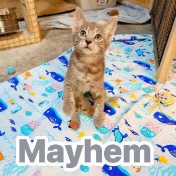 Domestic Short Hair Cats Available for Adoption in Pocono Summit, Pennsylvania - Mayhem | PetCurious