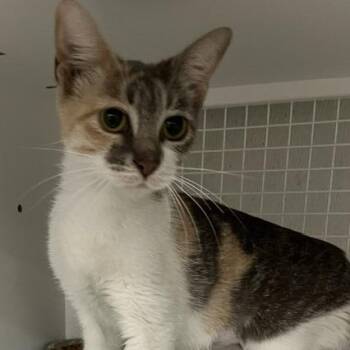 Kris -  Domestic Short Hair Cat for Adoption in San Antonio, Texas - Kris | PetCurious
