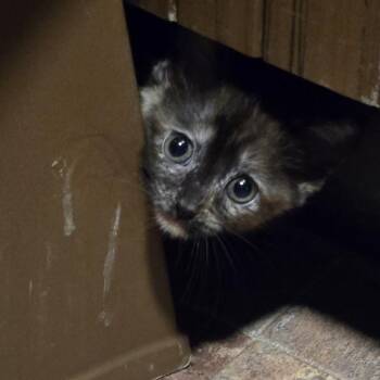 Callie -  Domestic Short Hair Cat for Adoption in San Antonio, Texas - Callie | PetCurious