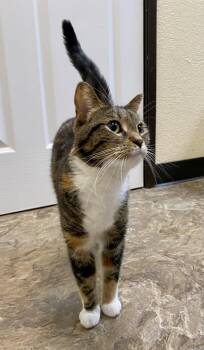 Potatoe -  Domestic Short Hair and Tortoiseshell Cat for Adoption in Fargo, North Dakota - Potatoe | PetCurious