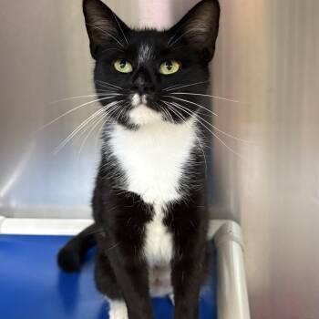 Brandi -  Domestic Short Hair Cat for Adoption in Wantagh, New York - Brandi | PetCurious