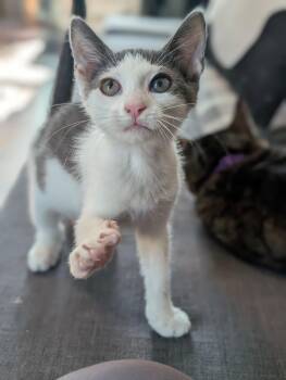 Almond -  Domestic Short Hair Cat for Adoption in Lancaster, Pennsylvania - Almond | PetCurious