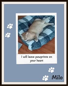 Rescue Domestic Short Hair Cats for Adoption in Snow Camp, North Carolina - Milo - | PetCurious