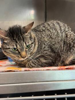 Eden -  Domestic Short Hair Cat for Adoption in Virginia, Minnesota - Eden | PetCurious