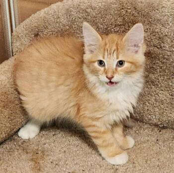 Tetherball -  Domestic Medium Hair Cat for Adoption in Candler, North Carolina - Tetherball | PetCurious