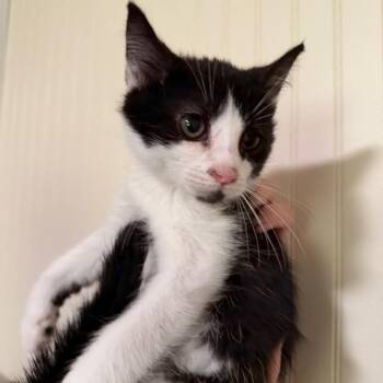 Rolypoly -  Domestic Short Hair Cat for Adoption in Sequatchie, Tennessee - Rolypoly | PetCurious