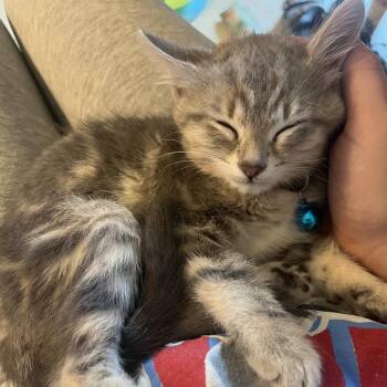 Yuzu (Citrus) -  Domestic Short Hair Cat for Adoption in Charlotte, North Carolina - Yuzu (Citrus) | PetCurious