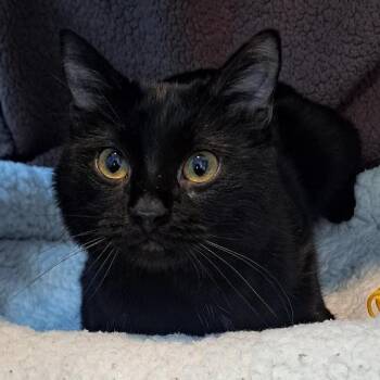 Domestic Short Hair Cats Available for Adoption - Colter | PetCurious