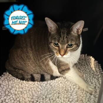 Domestic Short Hair Cats Available for Adoption in Baltimore, Maryland - Cookie Dough | PetCurious
