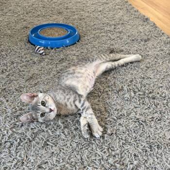 Okami -  Domestic Short Hair Cat for Adoption in Costa Mesa, California - Okami | PetCurious