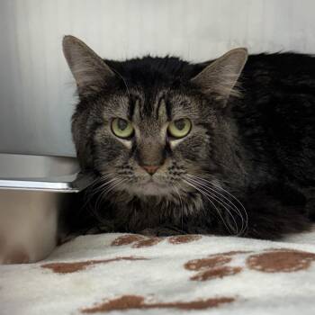 Domestic Medium Hair Cats Available for Adoption in Gloucester, Virginia - Edgar | PetCurious