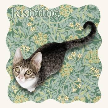 Jasmine -  Domestic Short Hair Cat for Adoption in Aransas Pass, Texas - Jasmine | PetCurious